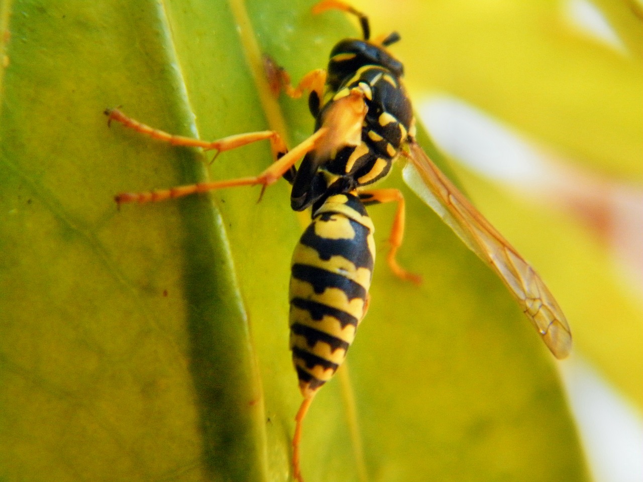 Brazilian wasp venom found to kill Cancer cells without harming healthy cells