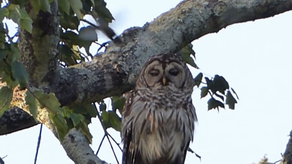 This owl has completely given up on life