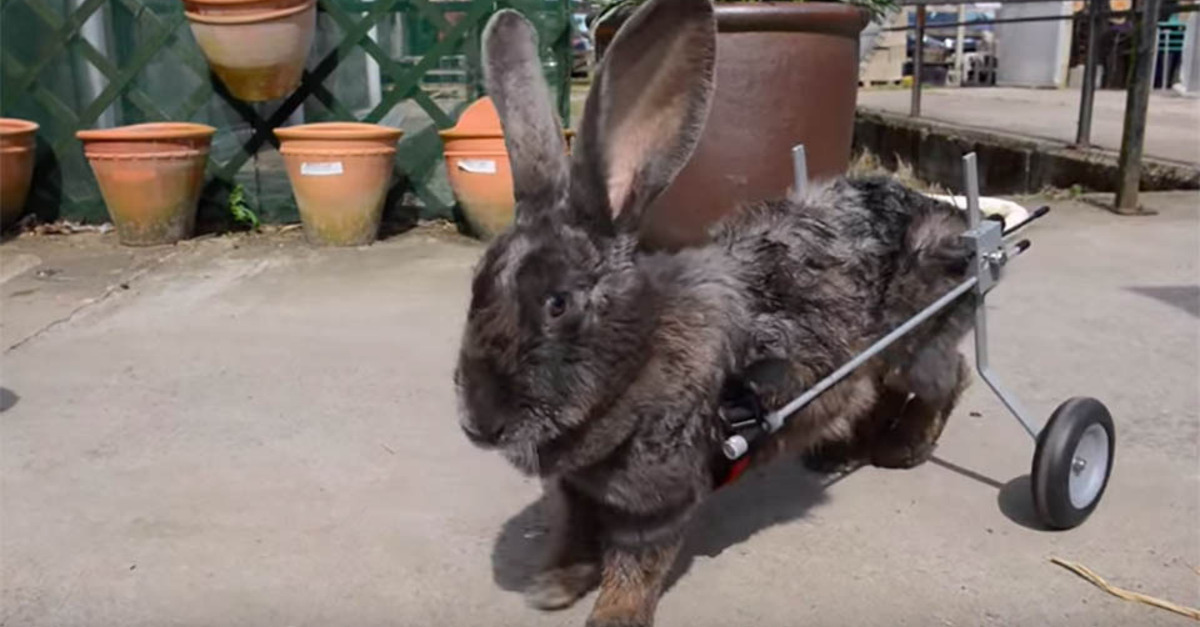 Paralysed bunny gets second chance at life with customised wheelchair