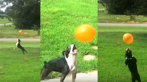 Frolicking dog's main life goal is keeping a balloon afloat
