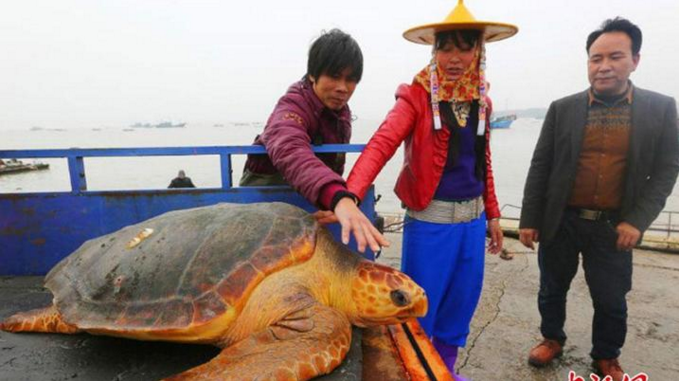 Chinese fisherman turns down equivalent of a month   s wage to instead let rare sea turtle live Read m
