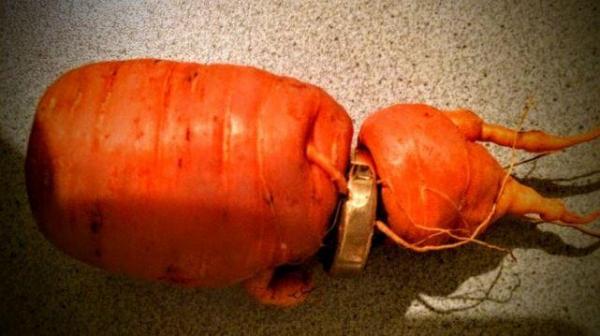 Carrot unearths man's long-lost wedding ring
