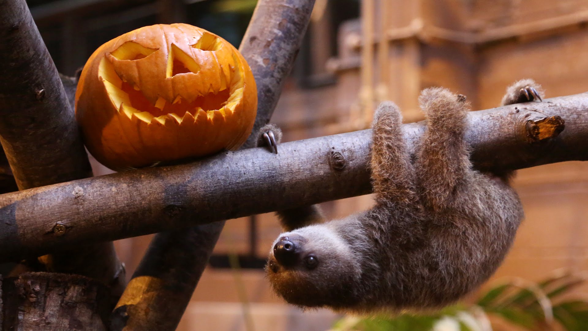 Edward the sloth is ready for his first Halloween