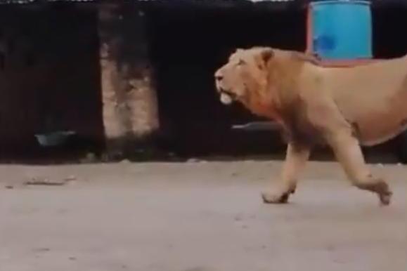 Watch: Fearless dog chases lion away from village