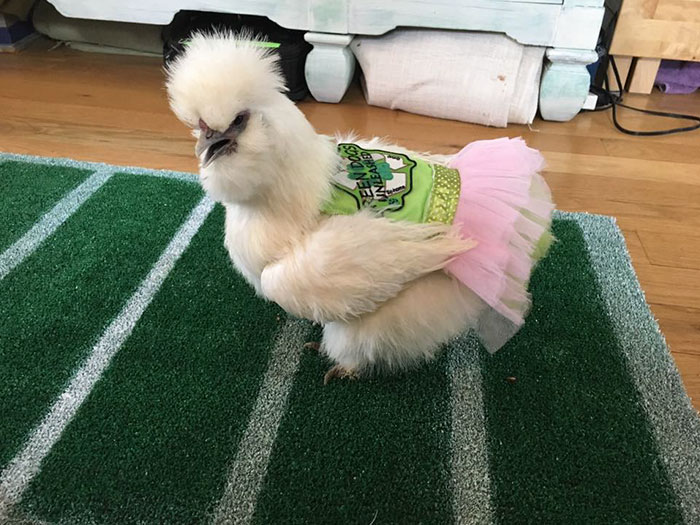  This chicken is the most adorable therapy pet ever