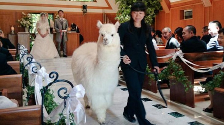 You can get an alpaca at your wedding in Japan