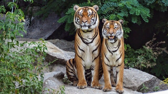 Nepal   s tiger population has doubled in nine years