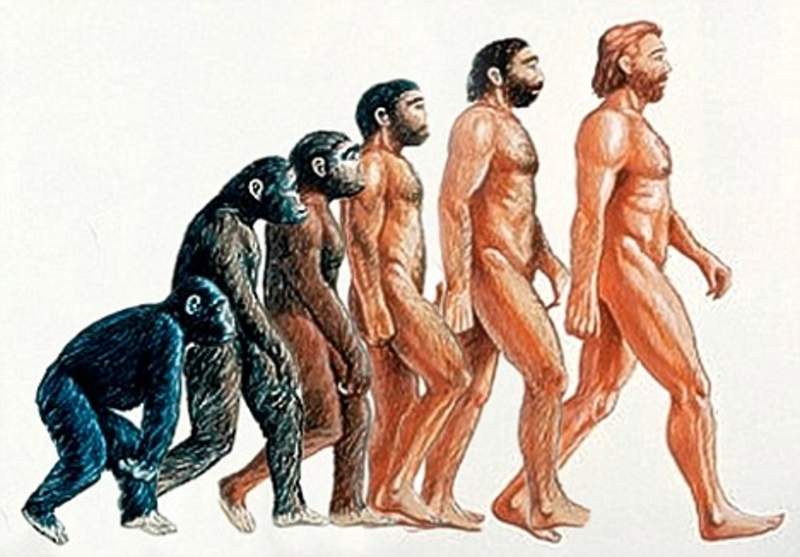 Proof of evolution that you can find on your own body