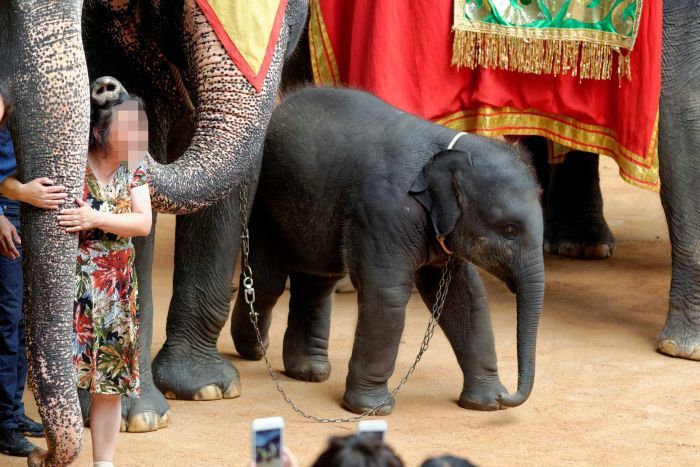 Animal cruelty exposed as World Animal Protection uncovers top 10 worst wildlife attractions