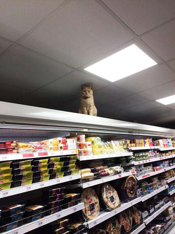 Cat Proves He   s The True Owner Of This Supermarket In London