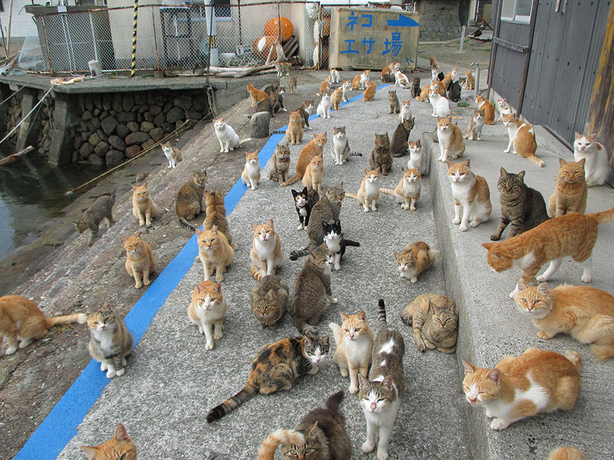 Japan   s Cat Island Asks Internet For Food, Gets More Than They Can Store