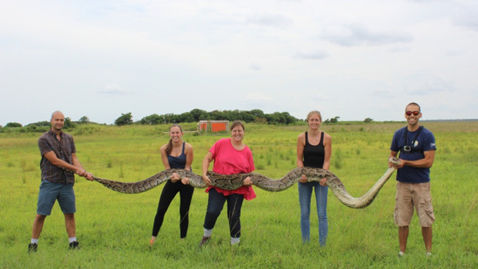 18-foot-long python captured in Florida could eat a deer