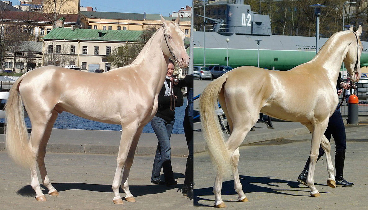 ¿Cuánto cuesta el caballo más hermoso del mundo?