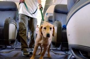 Expulsaron de un avión a un ciego y su perro guía y los pasajeros se negaron a volar