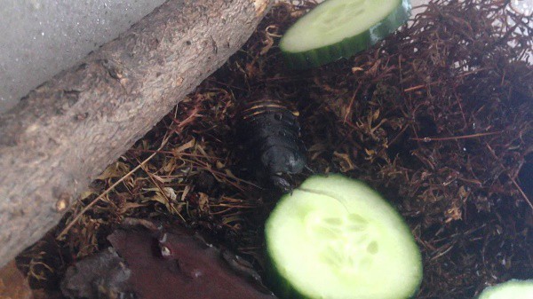 Clean Your Home Of Cockroaches With Cucumber