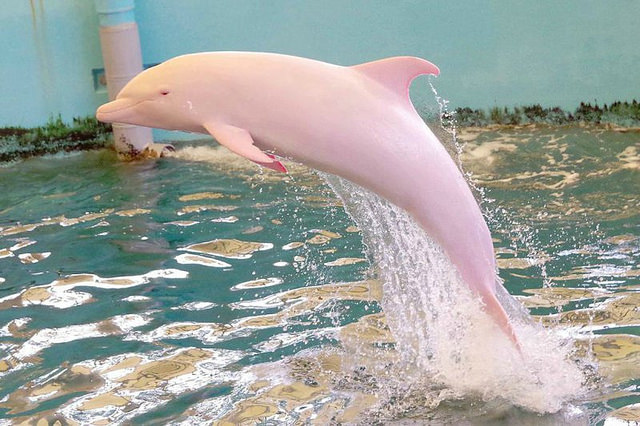 El extraño delfín que se vuelve rosa cuando está triste o enfadado