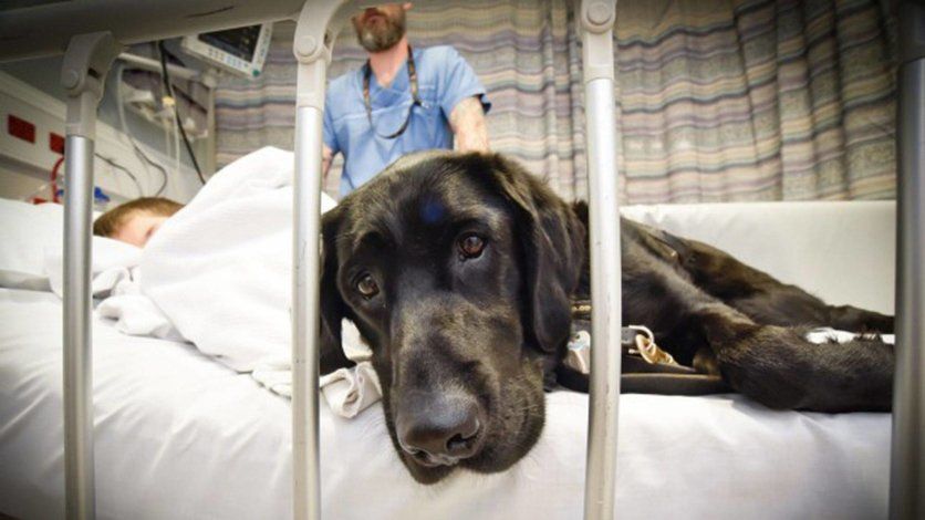 Meet the hospital where dogs can visit their owners