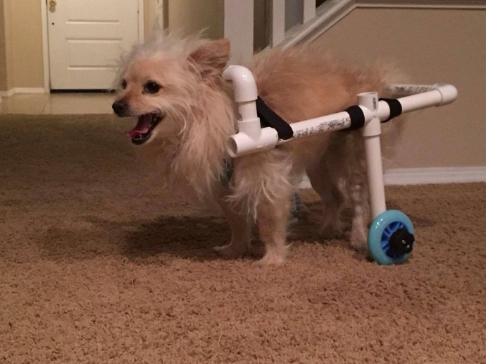Man Creates Wheelchair For His Girlfriend   s Dog With Just $40