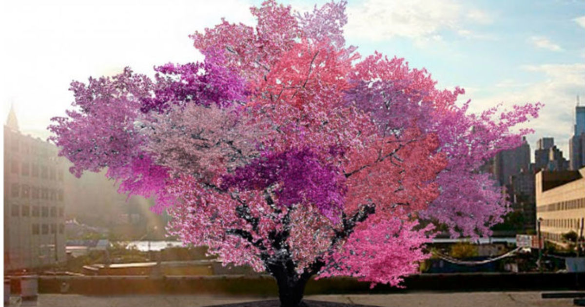  This crazy, beautiful tree grows a staggering 40 different kinds of fruit