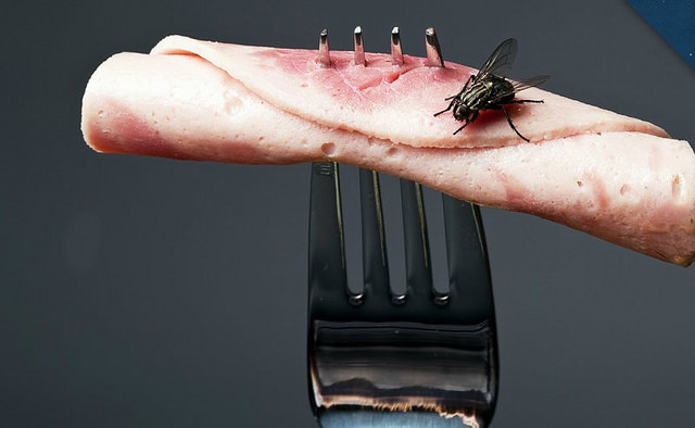 Esto es lo que pasa cuando una mosca se posa en tu plato (y sigues comiendo)