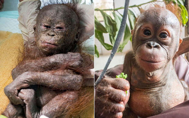 Baby orangutan left to die in the sun rescued by charity