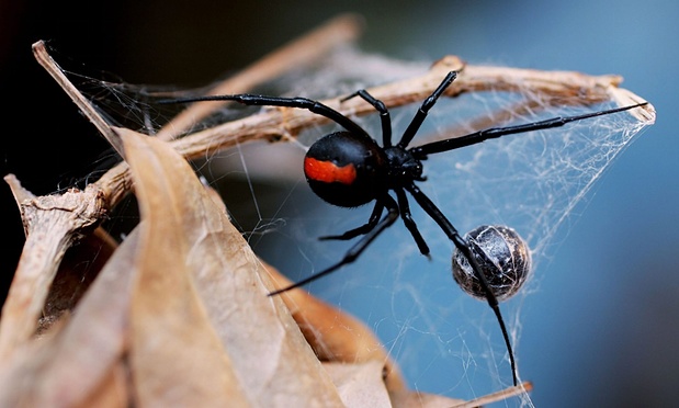"You   re dead": police thought man trying to kill spider was attacking wife