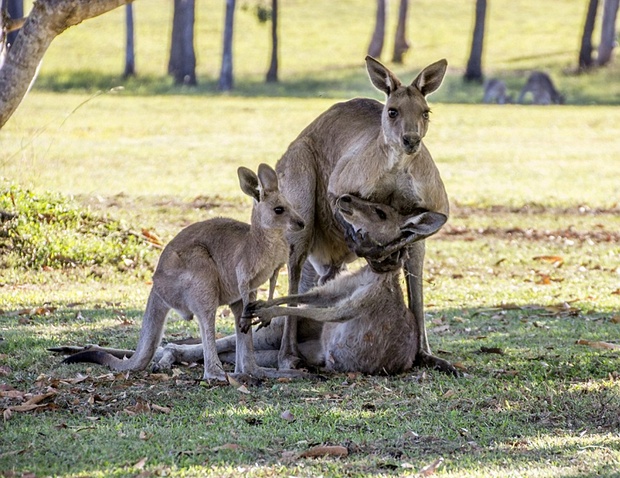 Photographer captures moment kangaroo cradles dying companion as joey looks on