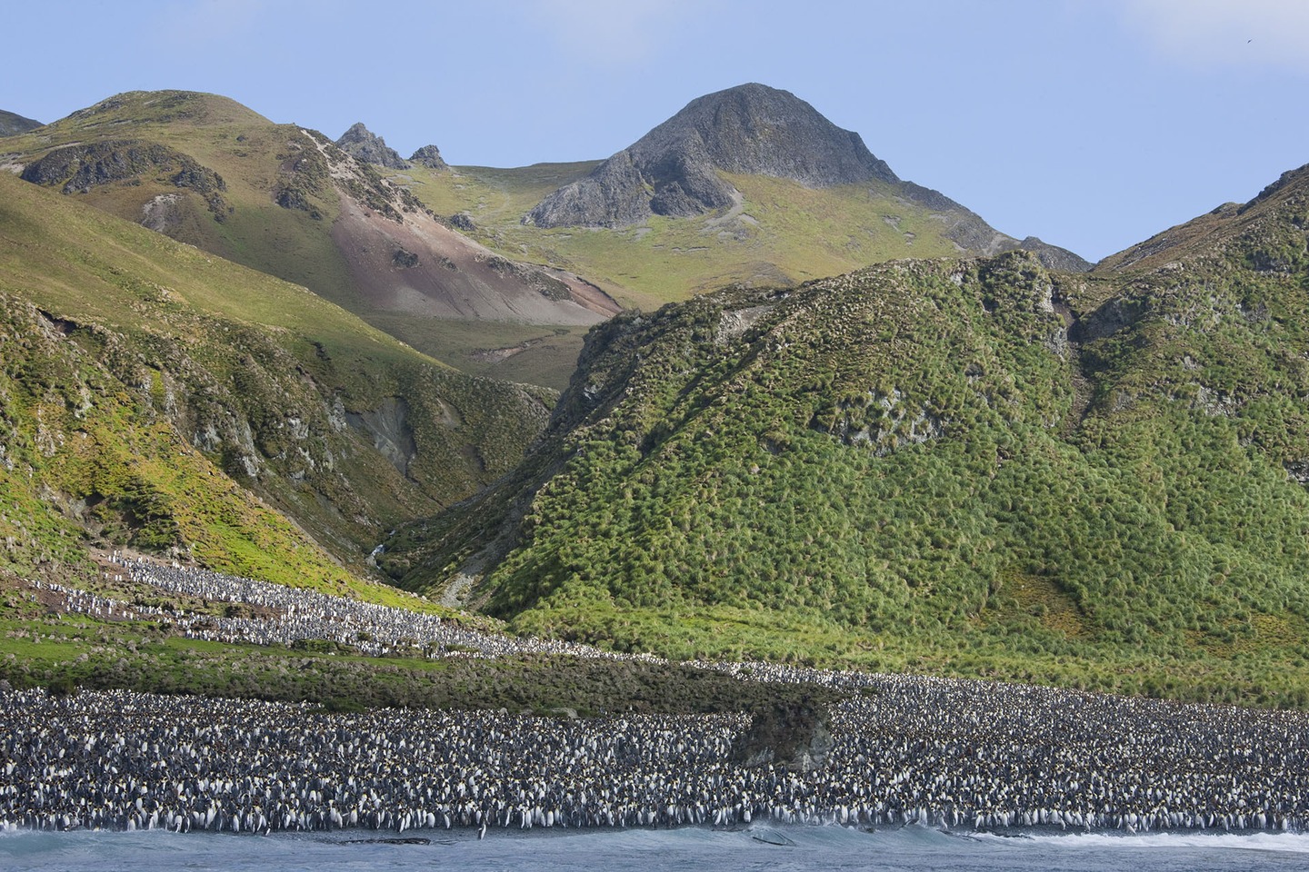 The tiny green island where penguins rule