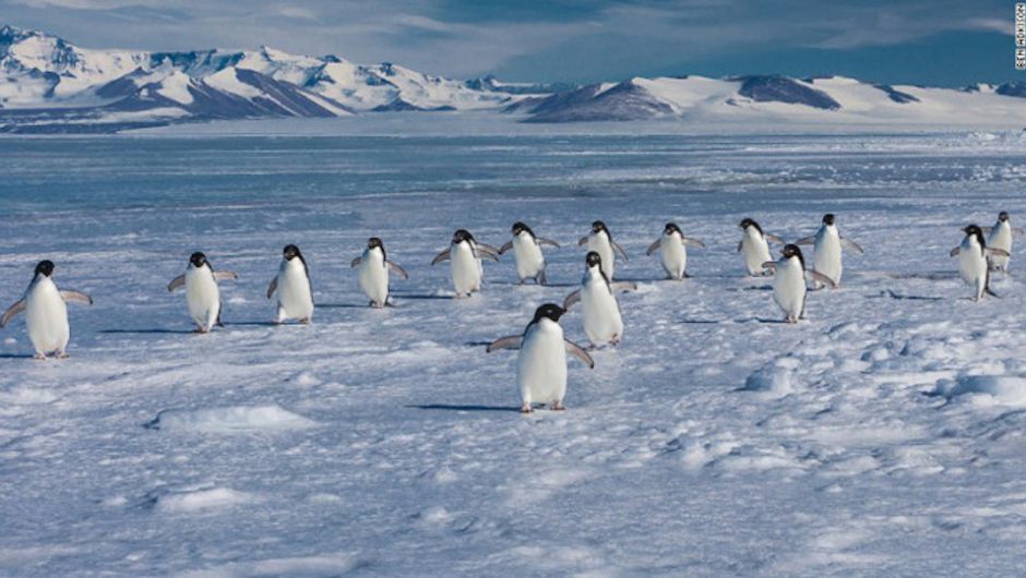 150.000 pingüinos mueren tras quedar aislados por un iceberg gigante