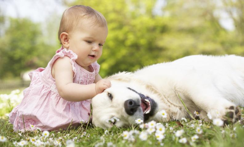 Is the kindness of the dogs in their DNA?