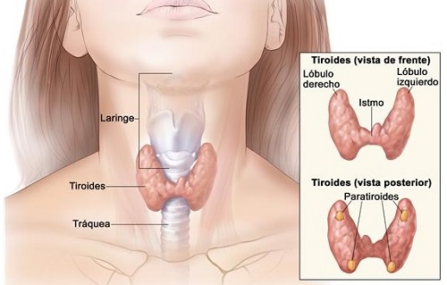 Cómo detectar problemas de tiroides a tiempo