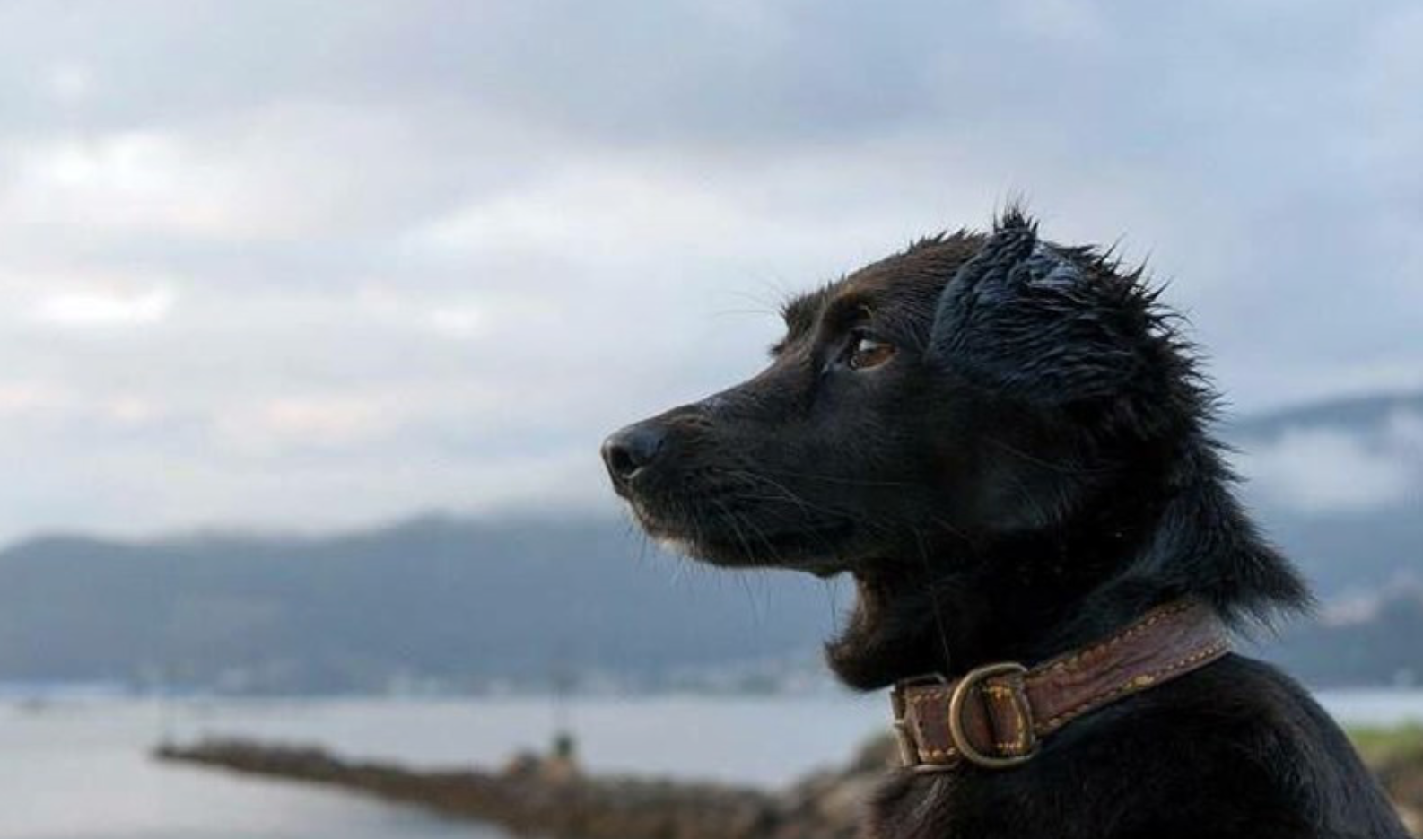 He is Comando, the dog that faithfully awaits the arrival of the Argentine submarine ARA San Juan
