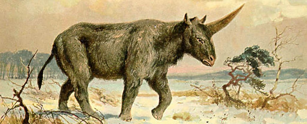 A fossilised skull has revealed when the last 'Siberian unicorn' lived on Earth