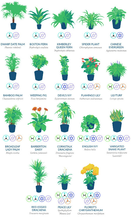 Top 18 houseplants for purifying the air you breathe, according to NASA 