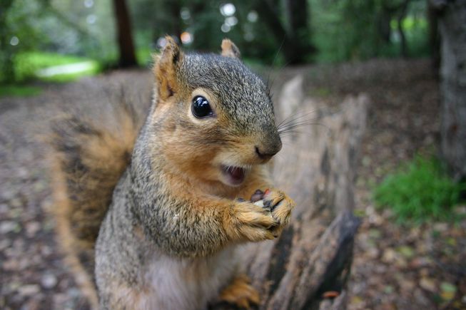 Squirrel knocks on family window every day: years later they realize what she   s trying to show them