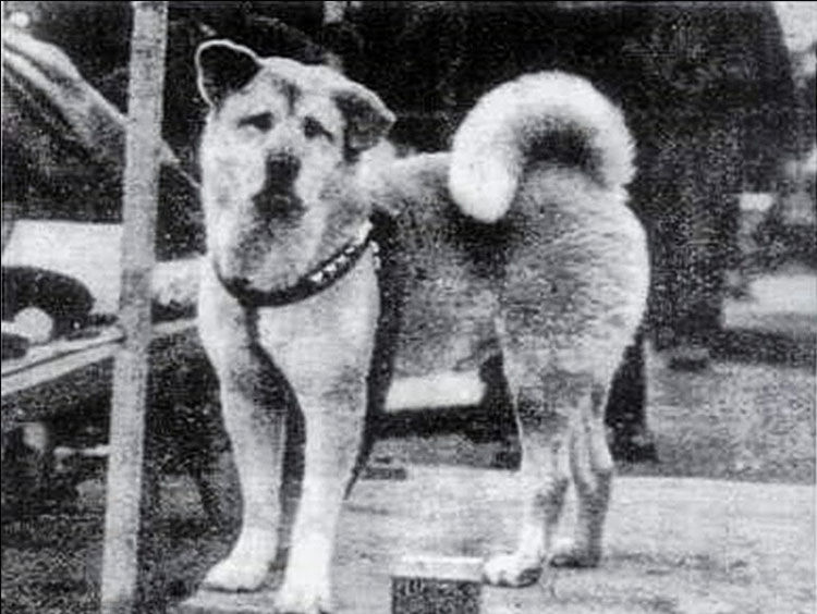 Do you know Hachiko? Here's his story