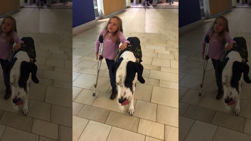 "Great" Dane: 131-pound dog helps guide 11-year-old with rare genetic condition
