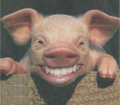 Un granjero en Oregón es devorado por sus propios cerdos