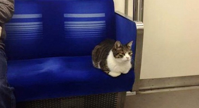 Un gato, insólito protagonista en el metro de Tokio