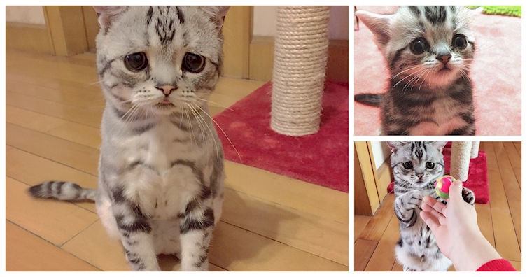 Meet The Newest Internet Sensation, The Saddest Cat In The World