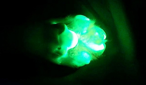 Científicos crean perros fluorecentes