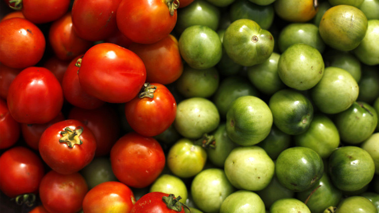 Crean tomates-fábricas de elementos químicos que tratan el cáncer y otras enfermedades