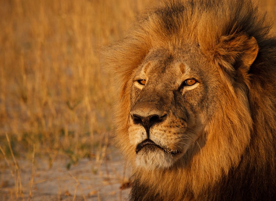 La muerte del león que despertó la indignación en el mundo