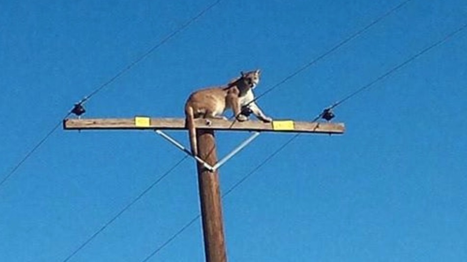 Mountain lion discovers power pole is amazing for people-watching