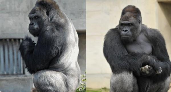 Japanese women are falling hard for a "handsome" gorilla named shabani