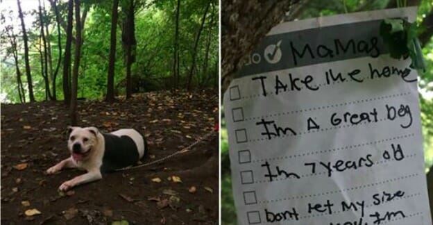 Pit bull discovered alone and tied to tree with note in New York park