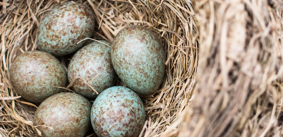 New study says that colored bird eggs come from dinosaurs 