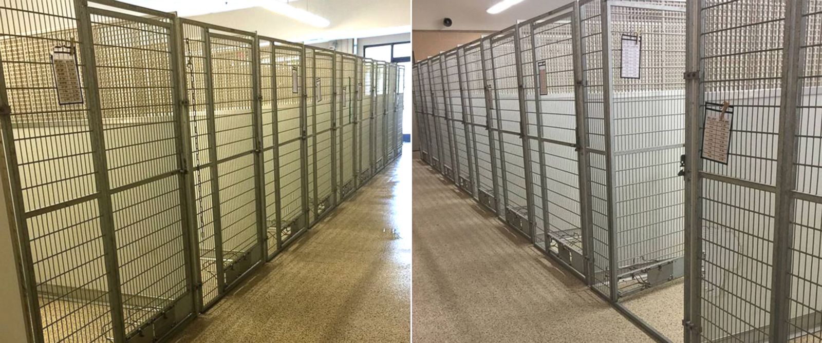 Animal Shelter Finds Homes for Every Cat and Dog in Its Facility