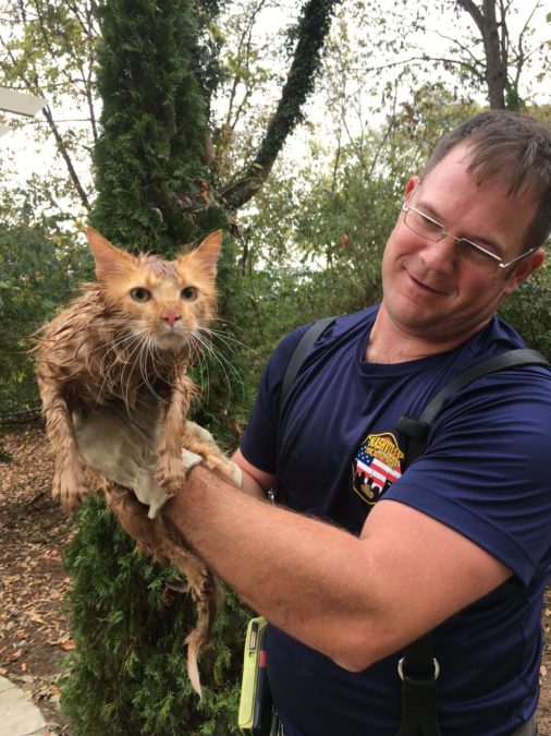Know the history of this cat that was 7 hours trapped in a pipe