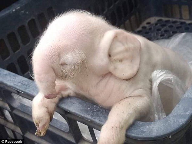 The piglet who looks like an Elephant